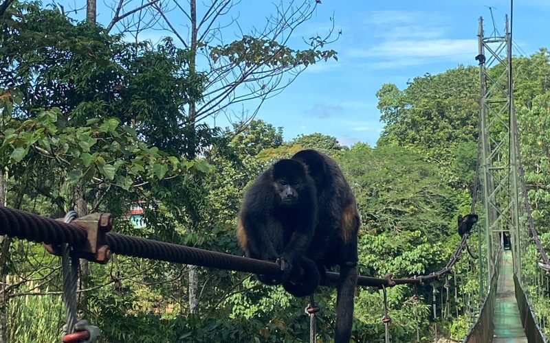 Tirimbina Rainforest Lodge — Sarapiquí · Heredia