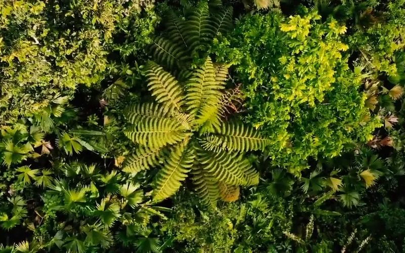 Hamadryade Lodge — Puerto Misahuallí · Amazon