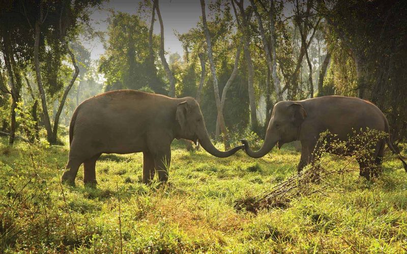Anantara Golden Triangle Elephant Camp & Resort — Chiang Saen · Golden Triangle